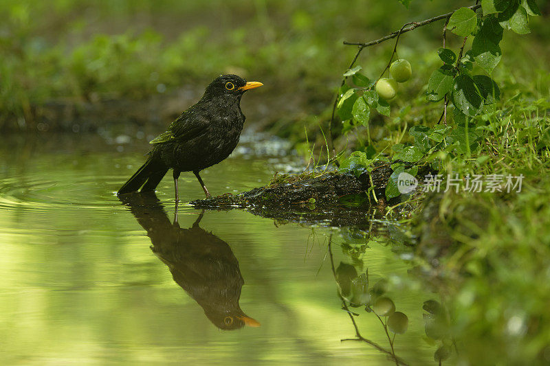 黑鸟(Turdus merula)